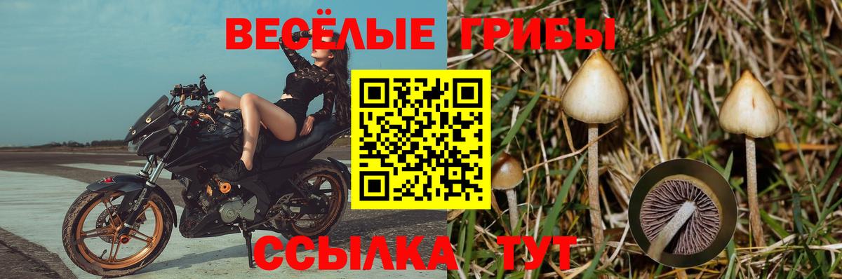 Галлюциногенные грибы GOLDEN TEACHER  Галлюциногенные грибы Magic Shrooms  Вход с VPN  Иркутск 